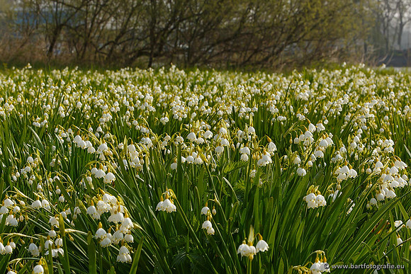 Akker en Weide Bart Fotografie-016