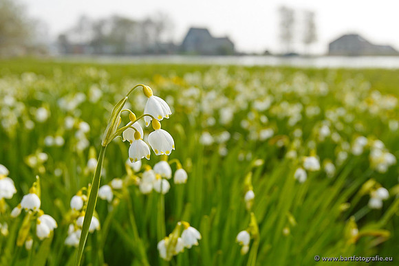 Akker en Weide Bart Fotografie-018