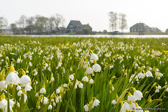 Akker en Weide Bart Fotografie-019
