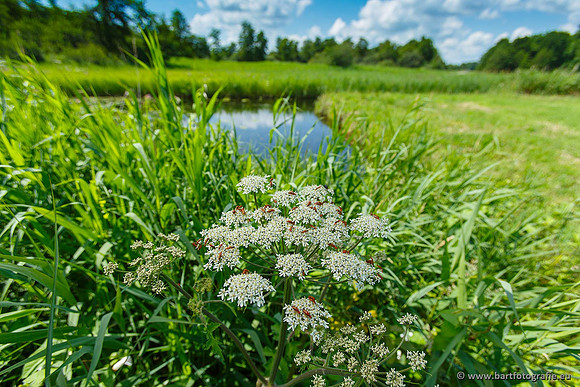Akker en Weide Bart Fotografie-023