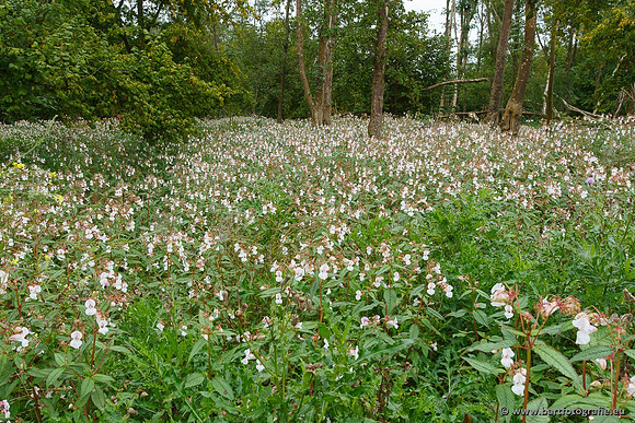 Akker en Weide Bart Fotografie-026