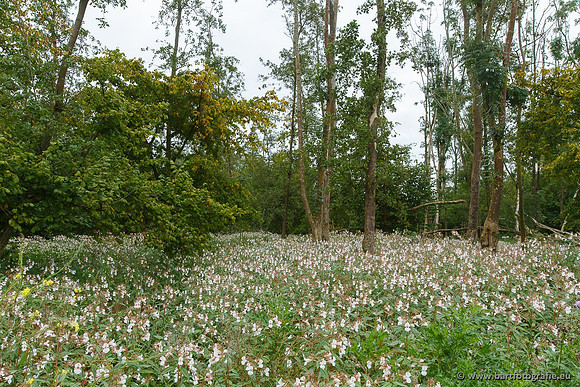 Akker en Weide Bart Fotografie-027