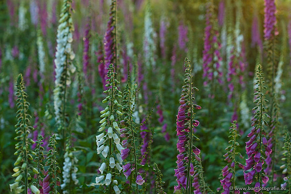 Akker en Weide Bart Fotografie-036