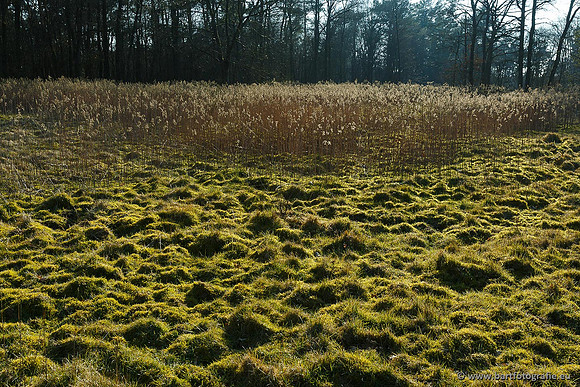 Akker en Weide Bart Fotografie-039