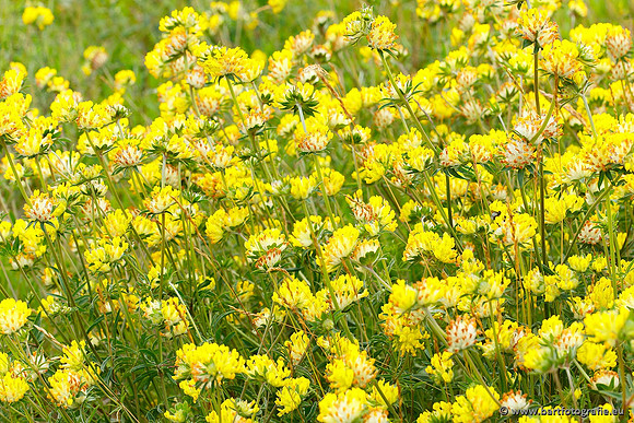 Akker en Weide Bart Fotografie-040