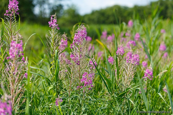 Akker en Weide Bart Fotografie-045