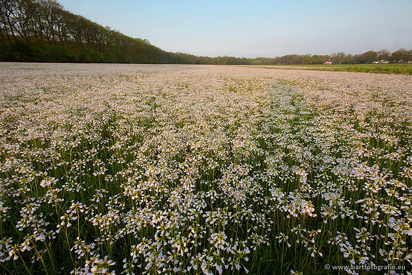 Akker en Weide Bart Fotografie-052