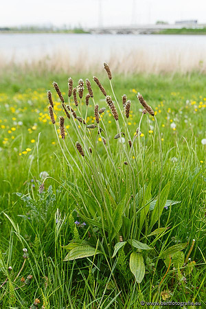 Akker en Weide Bart Fotografie-053