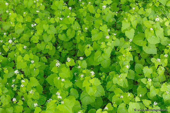 Akker en Weide Bart Fotografie-056