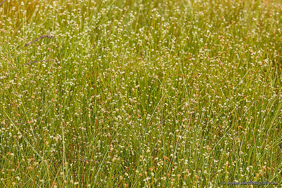 Akker en Weide Bart Fotografie-060