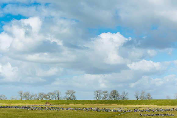 Akker en Weide Bart Fotografie-063