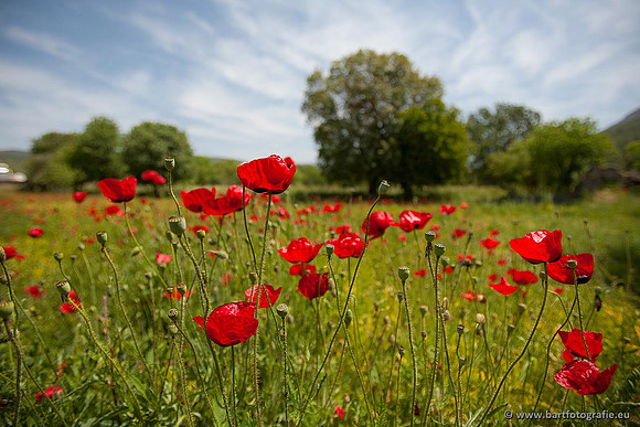 Akker en Weide Bart Fotografie-074