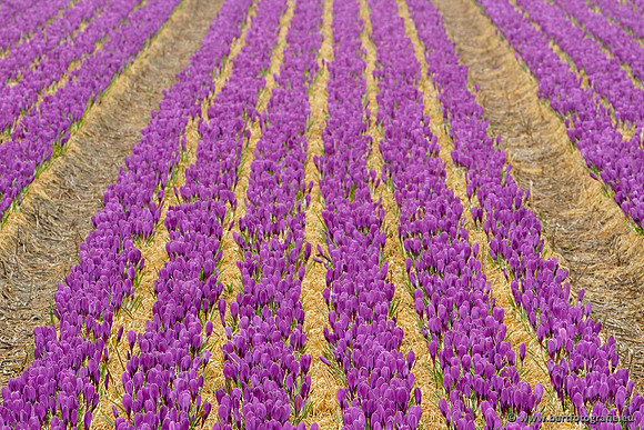 Akker en Weide Bart Fotografie-078