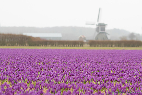 Akker en Weide Bart Fotografie-080