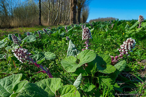 Akker en Weide Bart Fotografie-083