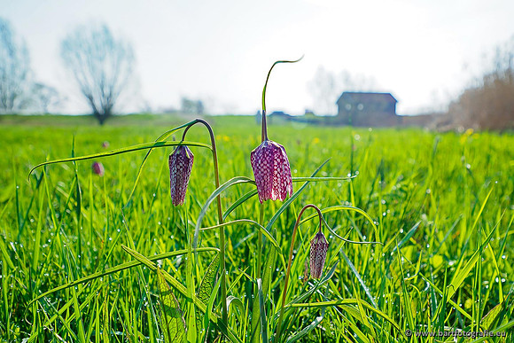 Akker en Weide Bart Fotografie-086