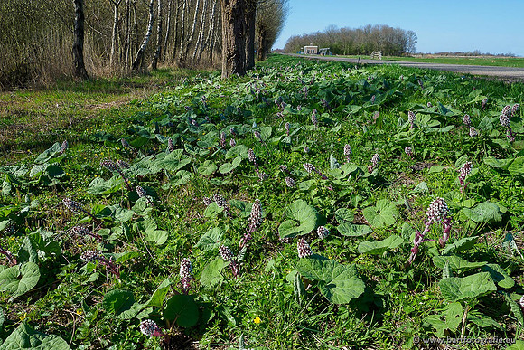 Akker en Weide Bart Fotografie-082