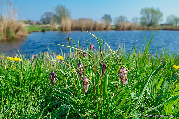 Akker en Weide Bart Fotografie-087