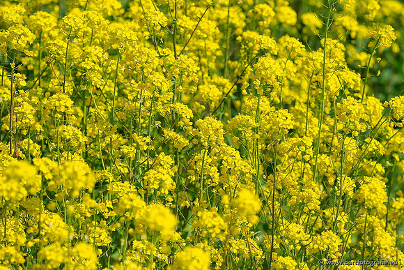 Akker en Weide Bart Fotografie-088