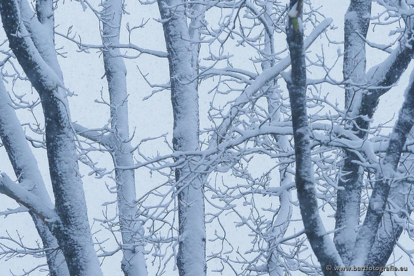 Winter Bart Fotografie-002