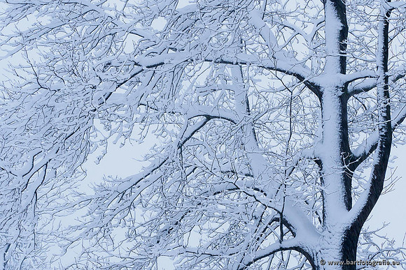 Winter Bart Fotografie-004