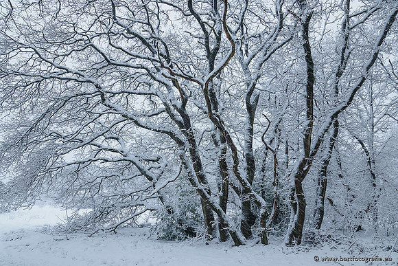Winter Bart Fotografie-007
