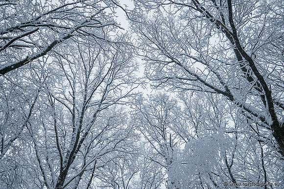 Winter Bart Fotografie-009