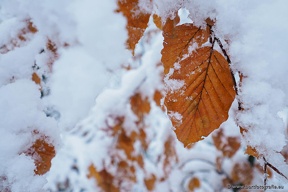 Winter Bart Fotografie-011
