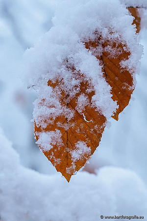 Winter Bart Fotografie-012