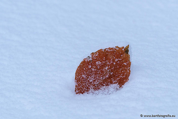 Winter Bart Fotografie-013