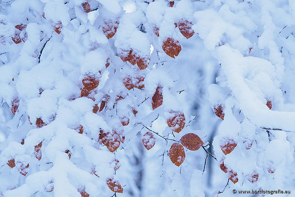 Winter Bart Fotografie-014