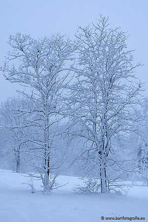 Winter Bart Fotografie-017