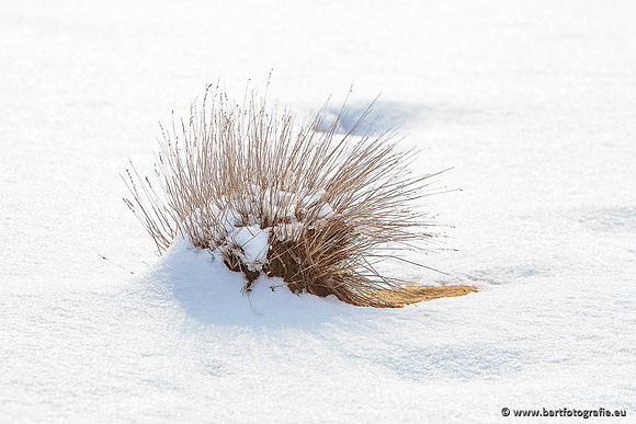 Winter Bart Fotografie-022