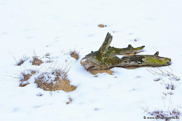 Winter Bart Fotografie-021
