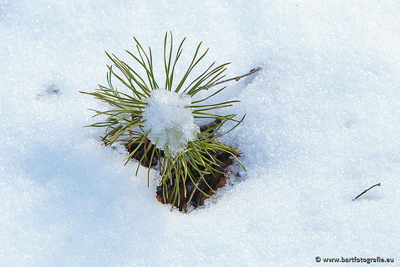 Winter Bart Fotografie-024