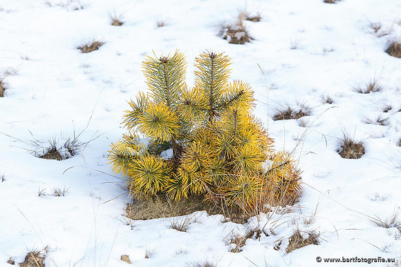 Winter Bart Fotografie-026
