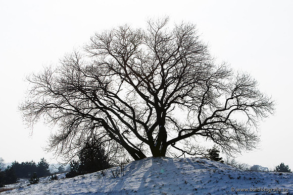 Winter Bart Fotografie-030
