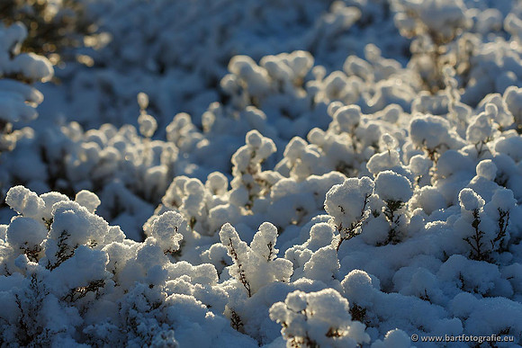 Winter Bart Fotografie-035