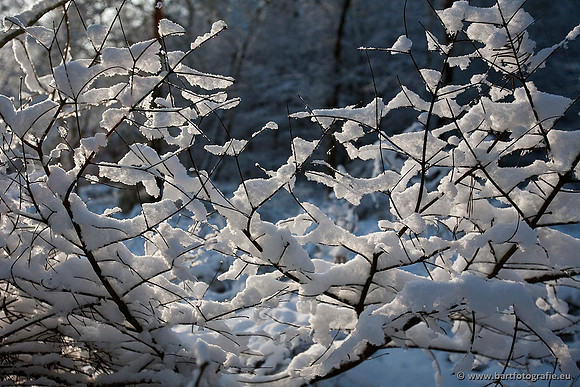 Winter Bart Fotografie-037