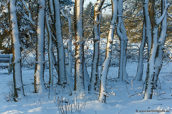 Winter Bart Fotografie-039