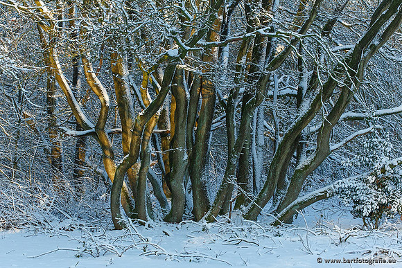 Winter Bart Fotografie-040