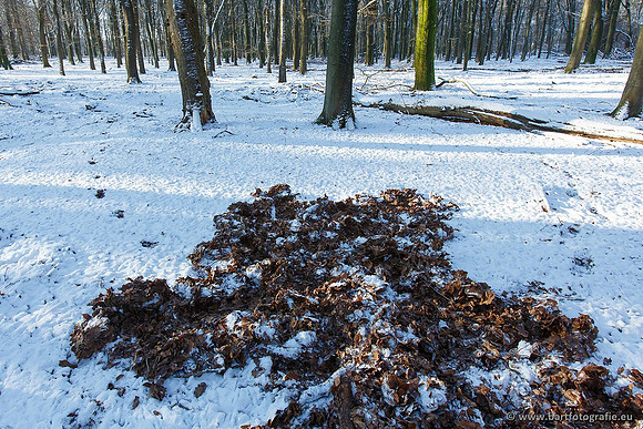Winter Bart Fotografie-043