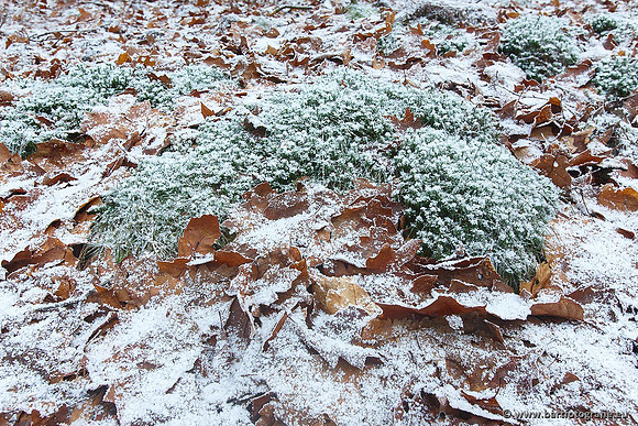 Winter Bart Fotografie-045