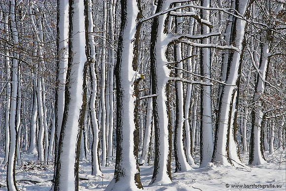 Winter Bart Fotografie-054