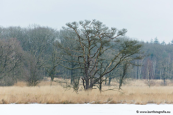 Winter Bart Fotografie-062