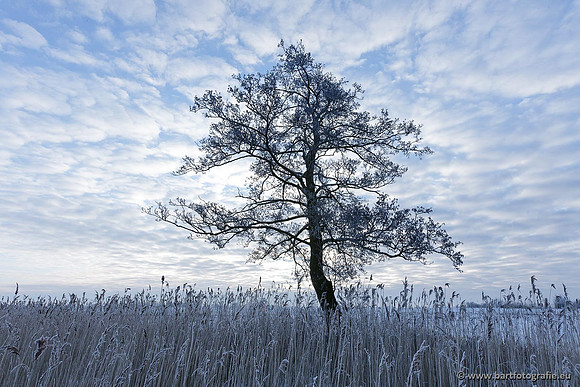 Winter Bart Fotografie-068