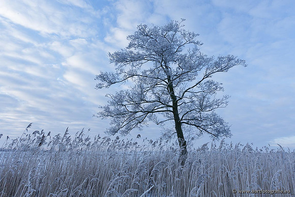 Winter Bart Fotografie-069
