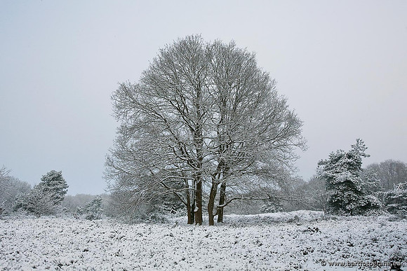 Winter Bart Fotografie-109