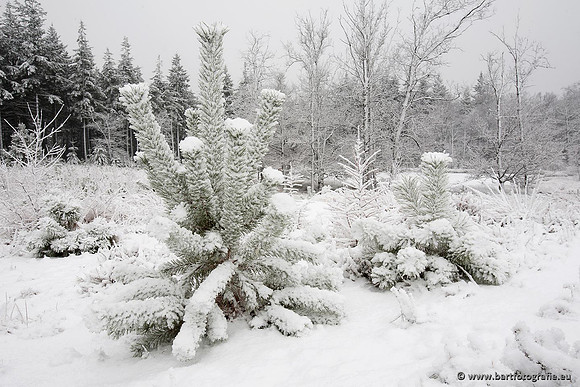 Winter Bart Fotografie-148