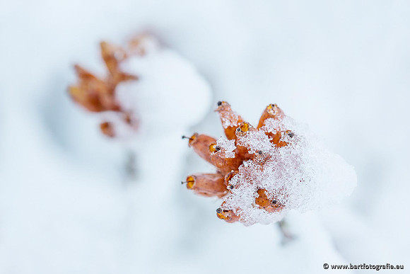 Winter Bart Fotografie-176